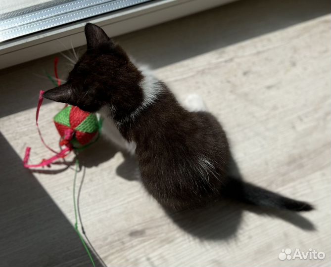 Котёнок (девочка) в добрые руки
