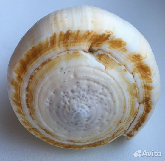 Морские ракушки раковины