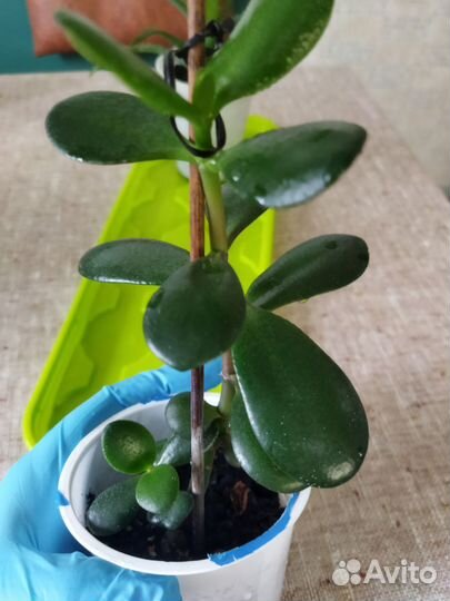 Столетник алоэ толстянка