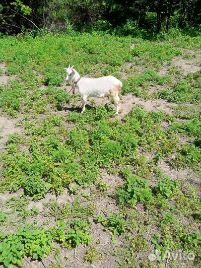 Козы и козел