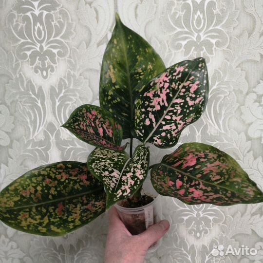 Аглаонемы 2