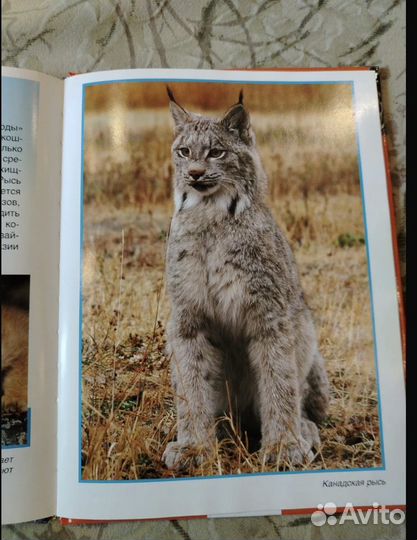 Две книги про животных для детей