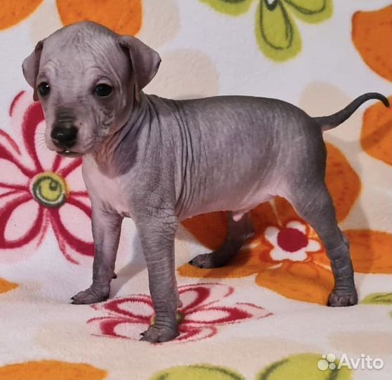 Щенки ксолоитцкуинтли