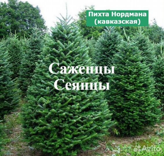 Пихта Нордмана от 50шт сеянцы