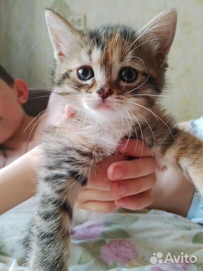 Котята в добрые руки два мальчика, девочка богатка