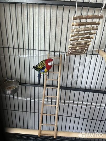 Попугай розелла