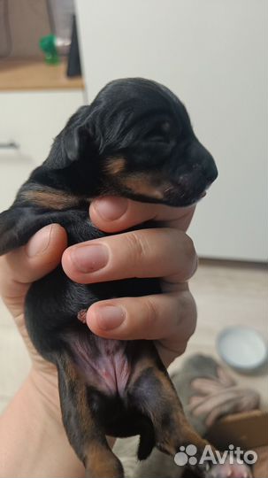 Щенки таксы