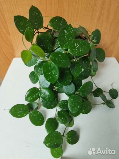 Хойя Матильда