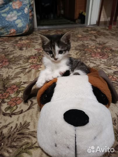 Мальчик- лапочка