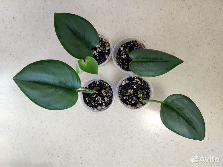 Эпипремнумы и сциндапсусы 4 сорта