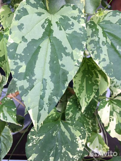 Красивоцветущие лианы и плющ для вашего дома