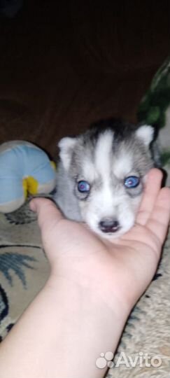 Щенки хаски