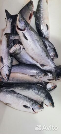 Горбуша свежий вылов 30.07.23