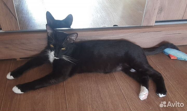 Кот Филя обнимака