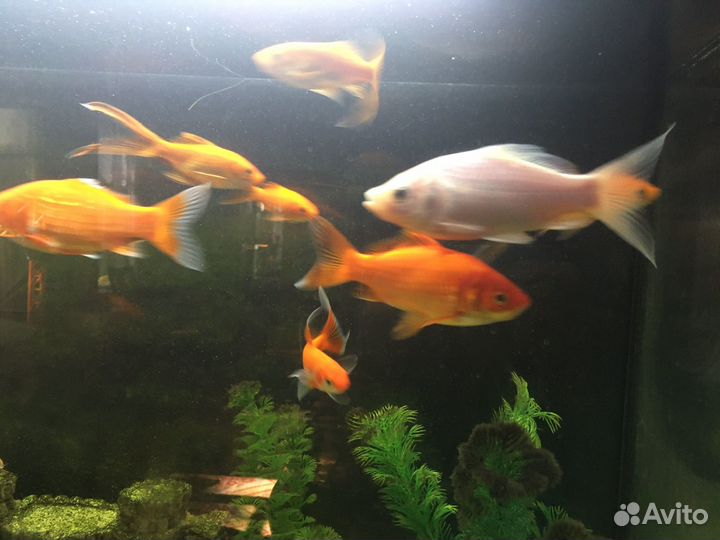 Карась комета для пруда