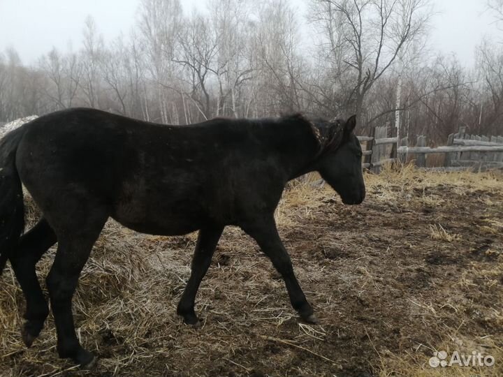 Продам лошадь
