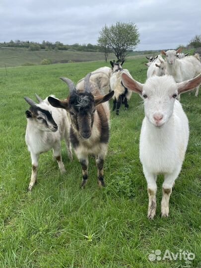 Козлята/козы