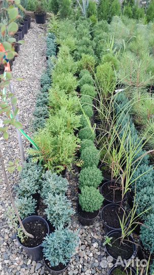 Хвойные и декоративные растения
