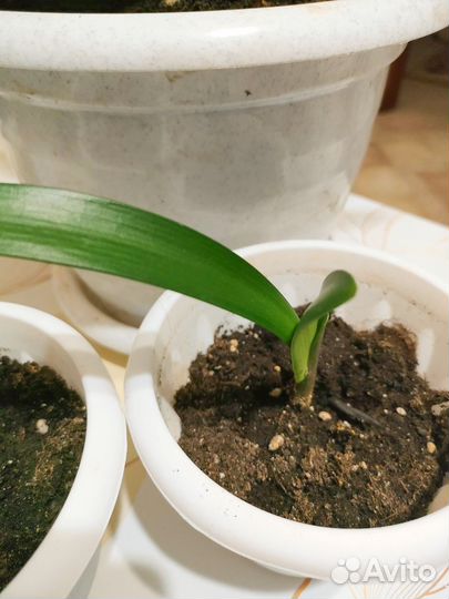 Кливия отростки в горшках