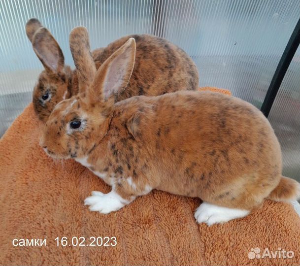 Кролики рекс