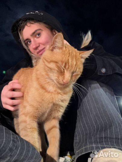 Передержка кошек домашняя