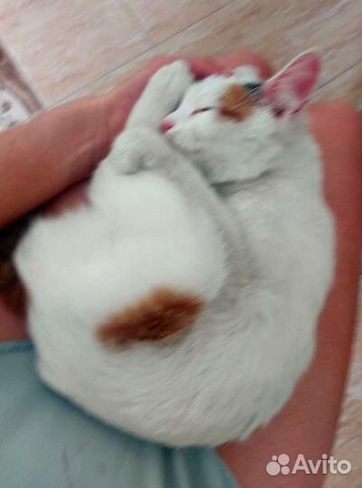 Ласковая киса ищет своего любимого человека