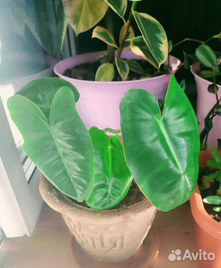 Филодендрон лиановидный, сингониум, пеперомия