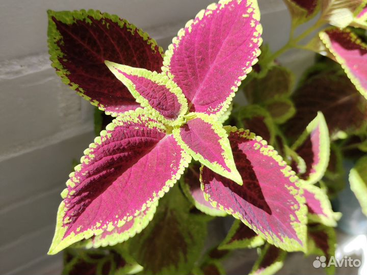 Колеусы 2 расцветки