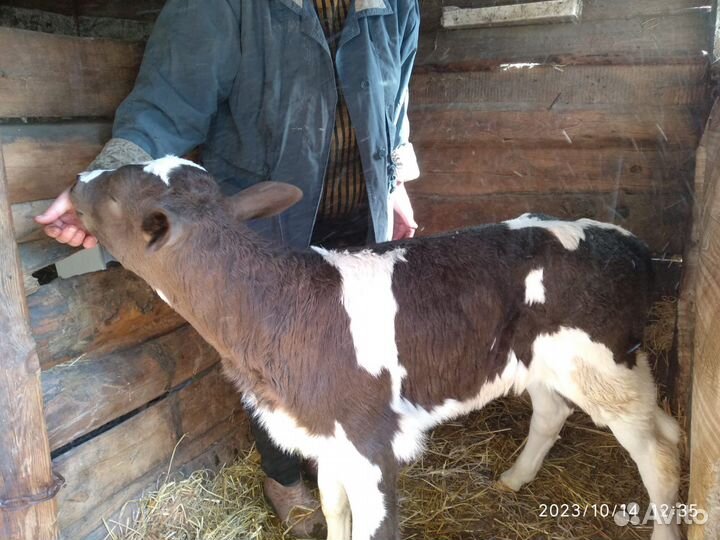 Тёлка. Телушка. Две недели