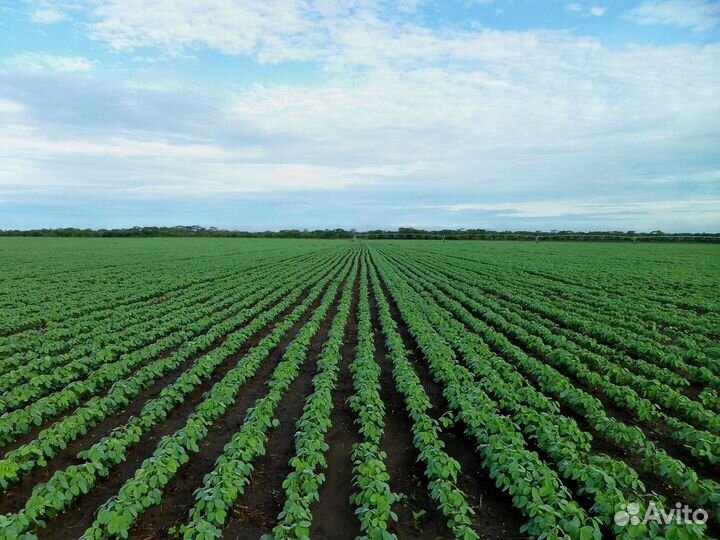 Гербицид Подмарин Балерина Прима Пшеница Кукуруза