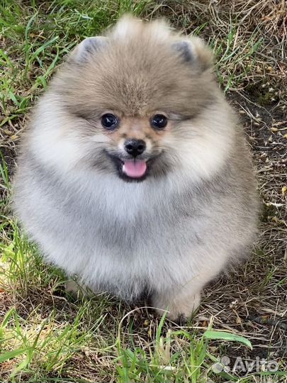 Померанский шпиц девочка дорого