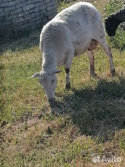 Овцы бараны