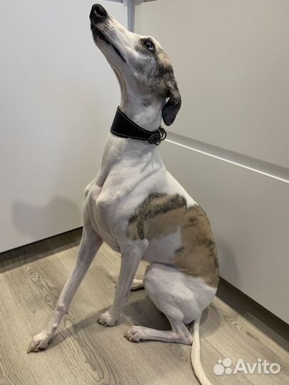 Ошейник селедка