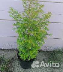 Метасеквойя