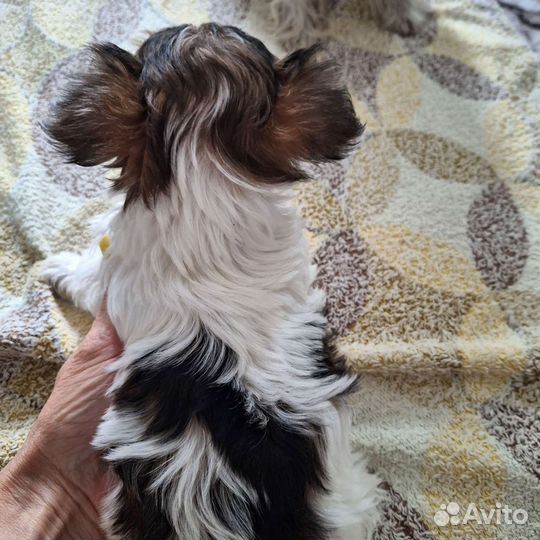 Йоркширский терьер бивер