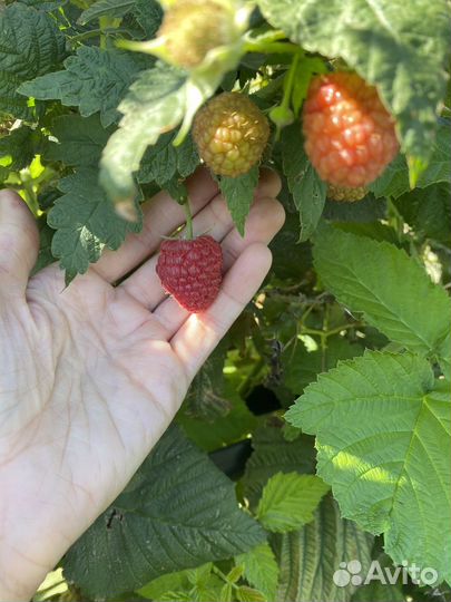 Рассада малины ремонтантной Брусвяна