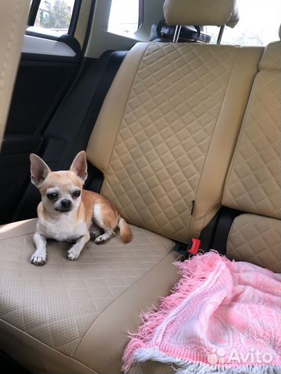 Вязка кобель чихуахуа