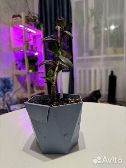 Толстянка красула