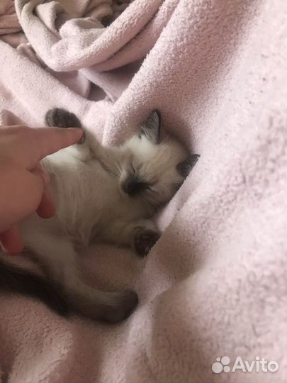 Передержка домашних животных