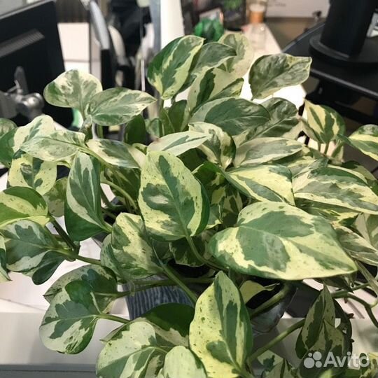 Сциндапсус Энджой