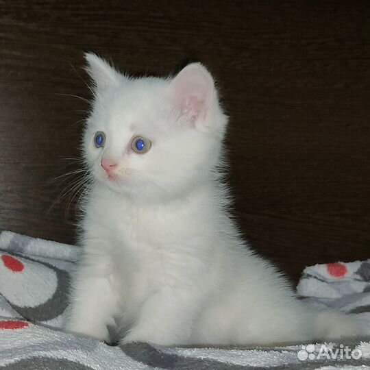 Турецкая ангора