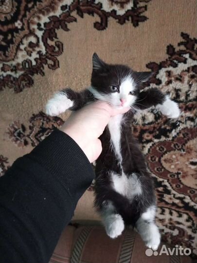 Кошка в дар бесплатно