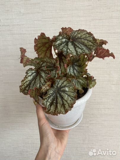 Бегония декоративно лиственная