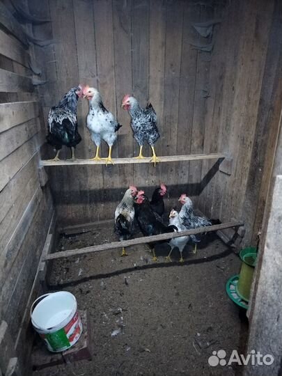 Продам петушков