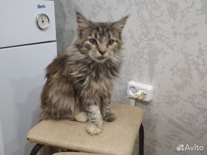 Котята мейн-кун