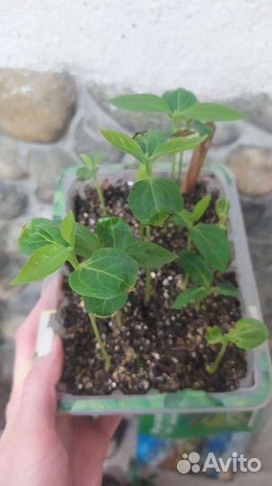 Корольки из косточки