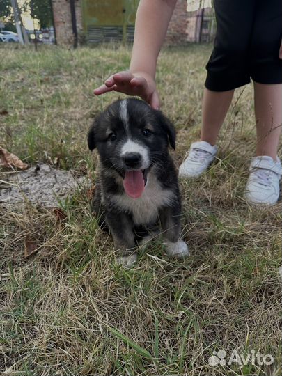 Щенки в добрые руки