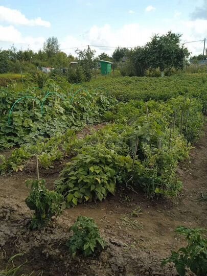 Участок 10 сот. (СНТ, ДНП)