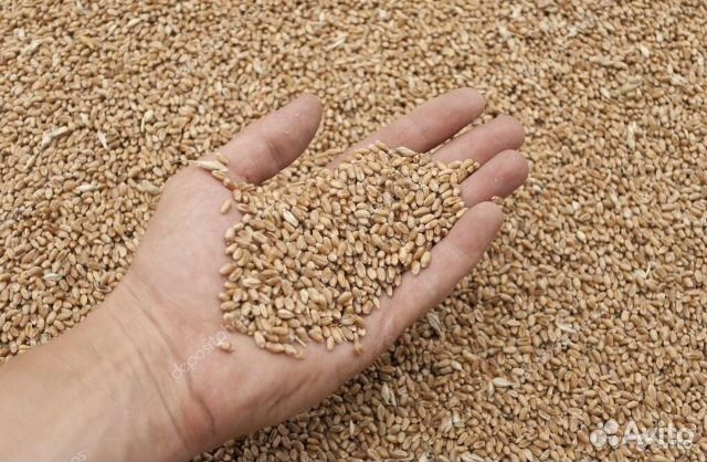 Корма для животных