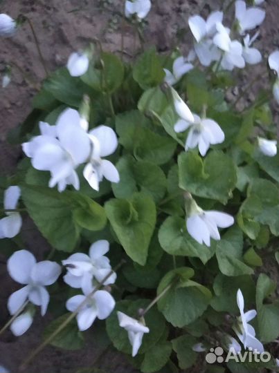 Фиалка белая